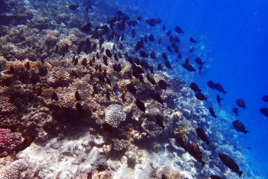 Kızıldeniz 'de deniz yaşamı, Mısır, Hurghada