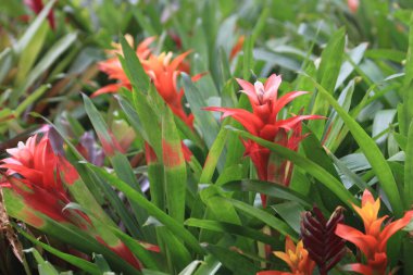 Yeşil ve kırmızı yapraklı yeşil bromelia çiçeği