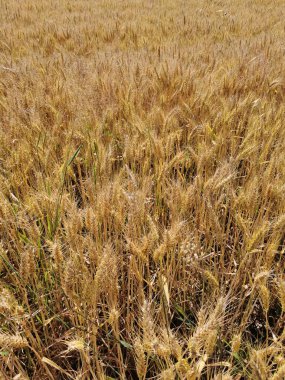 Czech Cumhuriyeti 'nde yaz yulaf tarlası