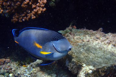 Kızıl Deniz 'den Acanthurus Sohal balığı