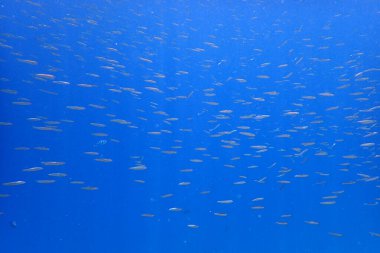 Kızıl Deniz 'de küçük balıklar Mısır' da, Hurghada