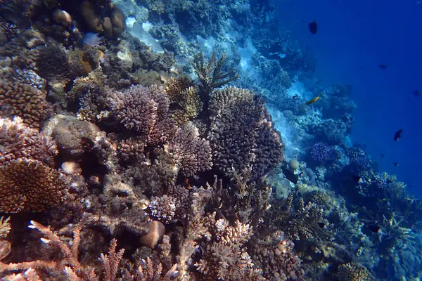Kızıldeniz 'de deniz yaşamı, Mısır, Hurghada