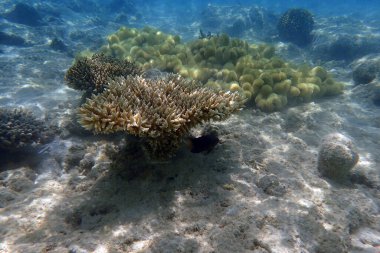Kızıldeniz 'de deniz yaşamı, Mısır, Hurghada