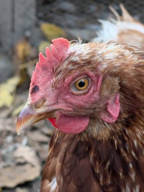 Sonbaharda küçük bir çiftlikten.