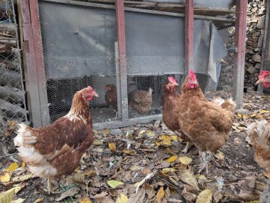 Sonbaharda küçük çiftliklerden gelen tavuklar