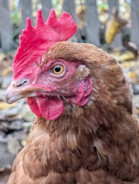 Sonbaharda küçük bir çiftlikten.