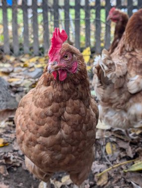 Sonbaharda küçük bir çiftlikten.