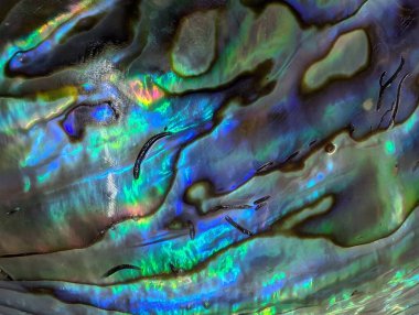 Egzotik kabuktaki inci dokusu güzel bir arkaplan.