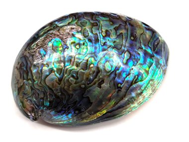 Beyaz zemin üzerinde izole inci egzotik kabuk