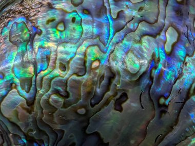 Egzotik kabuktaki inci dokusu güzel bir arkaplan.