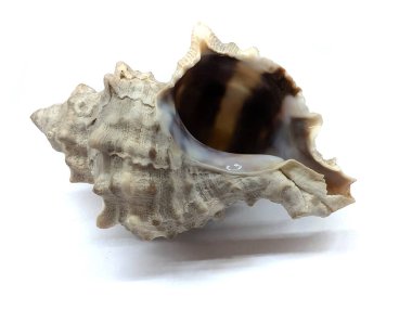 Beyaz arka planda izole edilmiş eski deniz kabuğu