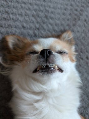 Küçük chihuahua yalnız uyumak çok zor. 