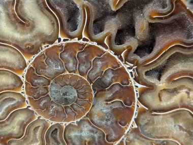Amonit fosil hayvan çok güzel bir arka plan.