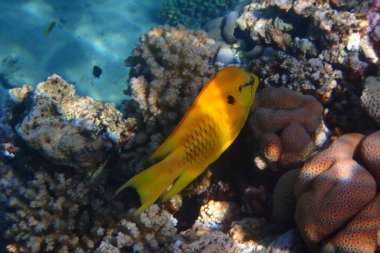 Kızıl denizden bilinmeyen balıklar Mısır, Hurghada