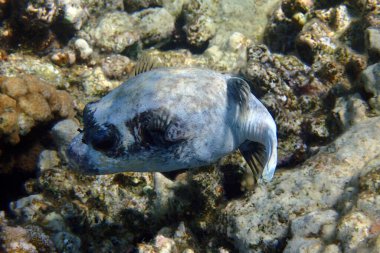 Arothron diadematus balığı Kızıl Deniz 'den Mısır' dan