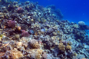 Makadi Körfezi, Mısır 'daki Kızıl Deniz Mercan Resifi, 