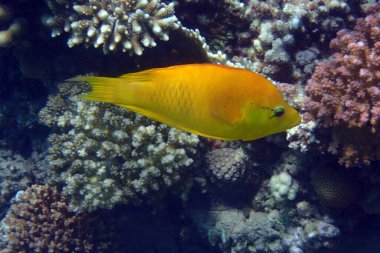 Kızıl denizden bilinmeyen balıklar Mısır, Hurghada