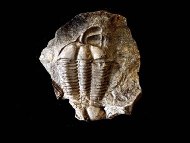 Eski trilobit fosili güzel doğal arka plan olarak