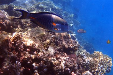 Kızıl Deniz 'den Acanthurus Sohal balığı