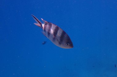 Hindistan-Pasifik çavuşu (Abudefduf vaigiensis), Başçavuş, Kızıldeniz, Mısır