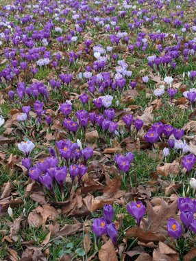 güzel menekşe arkaplan olarak crocus çiçek tarlası