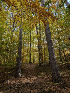 Eski sonbahar huş ağacı ormanı çok güzel doğal bir arka plan.