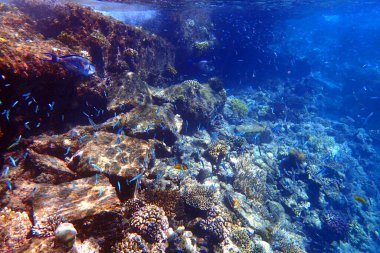 Kızıldeniz 'de deniz yaşamı, Mısır, Hurghada