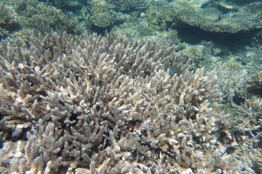 Makadi Körfezi, Mısır 'daki Kızıl Deniz Mercan Resifi, 