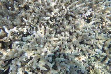 Makadi Körfezi, Mısır 'daki Kızıl Deniz Mercan Resifi, 