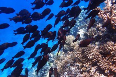 Kızıldeniz 'de deniz yaşamı, Mısır, Hurghada