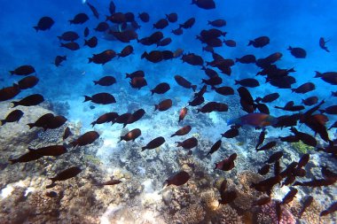 Kızıldeniz 'de deniz yaşamı, Mısır, Hurghada