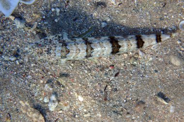 Kızıldeniz, Mısır 'dan sinodus türü balıklar