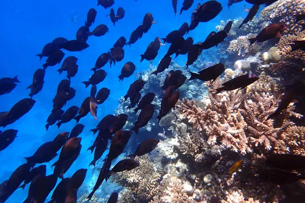 Kızıldeniz 'de deniz yaşamı, Mısır, Hurghada