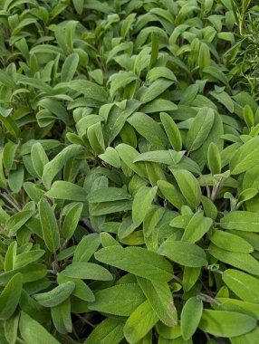 Çok güzel doğal bir bitki dokusu.