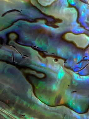 Egzotik kabuktaki inci dokusu güzel bir arkaplan.