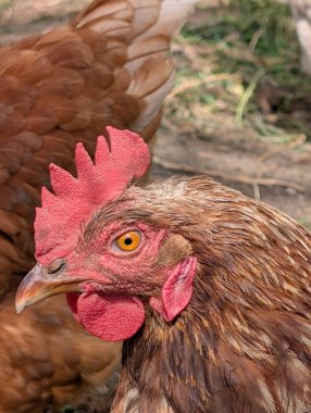 Küçük çiftlikteki tavukların ayrıntıları 