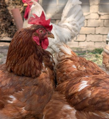Küçük çiftlikteki tavukların ayrıntıları 