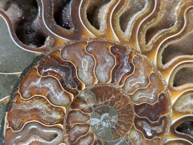 Amonit fosil hayvan çok güzel bir arka plan.