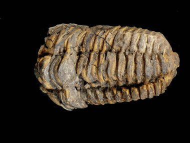 siyah arka plan üzerine izole eski trilobite fosil