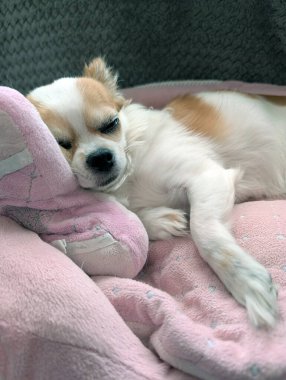 küçük chihuahua evinde dinleniyor