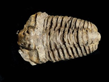 Eski trilobit fosili güzel doğal arka plan olarak