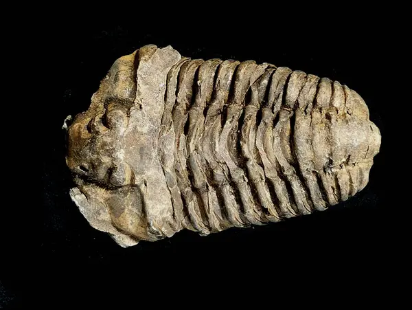 Eski trilobit fosili güzel doğal arka plan olarak