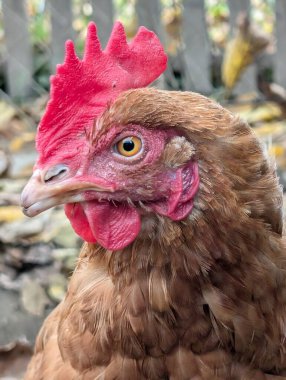 Küçük çiftlikteki tavukların ayrıntıları 