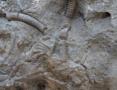 Bilinmeyen bir mercan fosili.