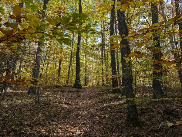 Çek Cumhuriyeti 'nden çok güzel bir sonbahar ormanı.