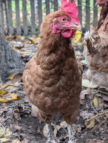 Küçük çiftlikteki tavukların ayrıntıları 