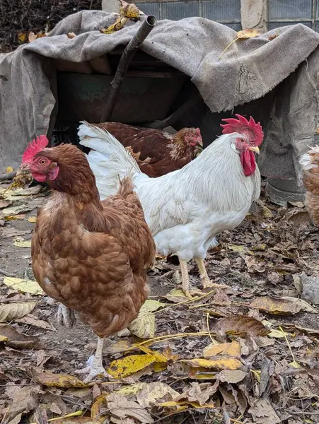 Küçük çiftlikteki tavukların ayrıntıları 