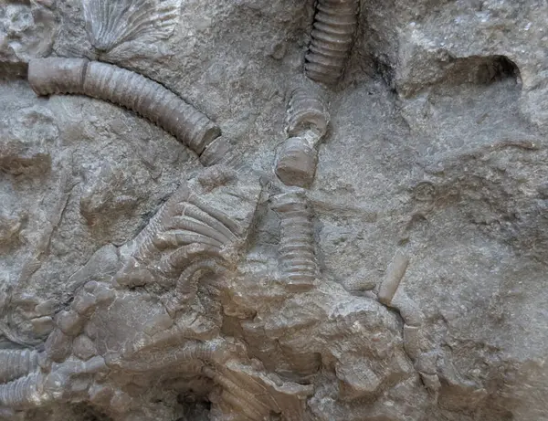 Bilinmeyen bir mercan fosili.