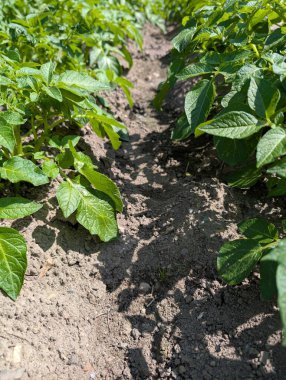 Yazın patates tarlası çok güzel doğal bir arka plan.