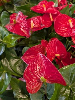 kırmızı anthurium bitki dokusu çok güzel doğal bir arka plan.